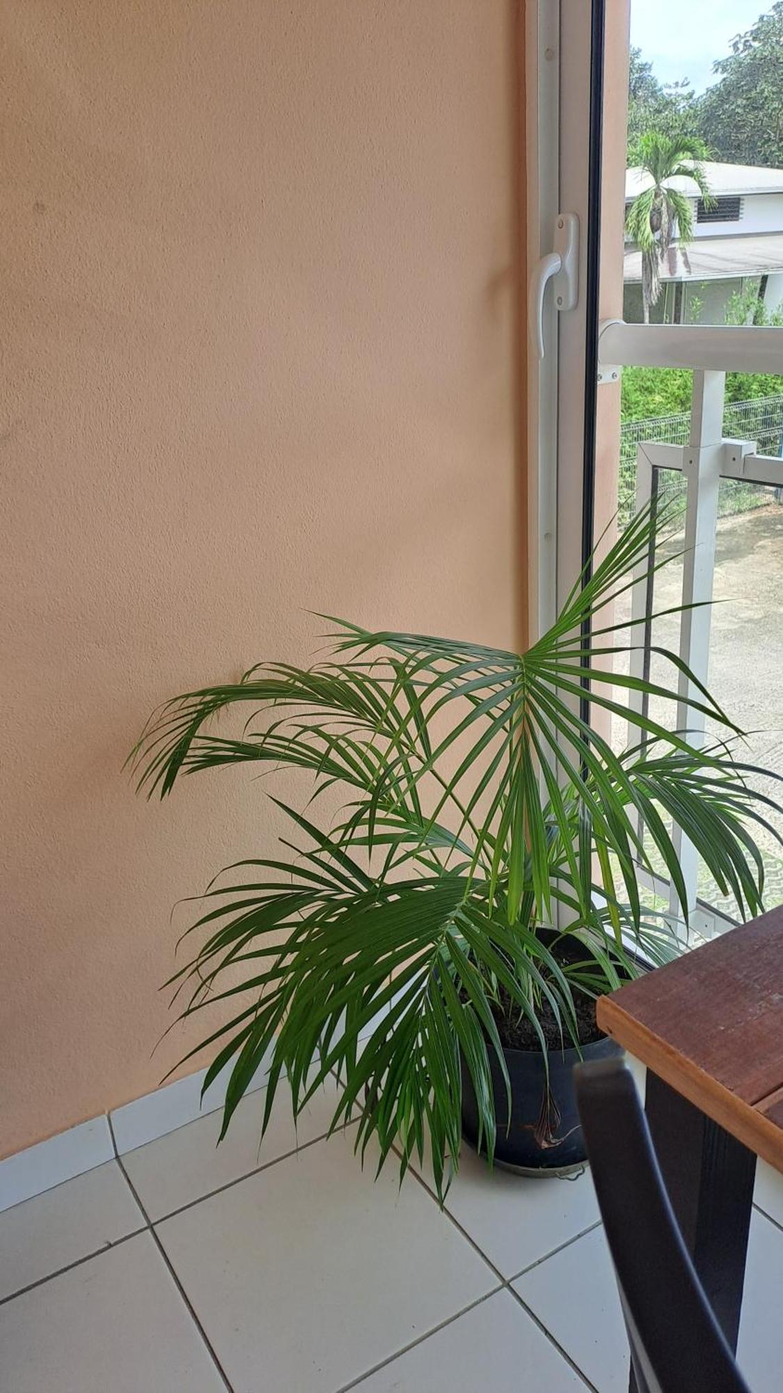 Appartement Le Calebassier à Cayenne Extérieur photo